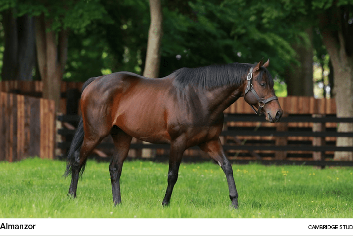 Almanzor cambridge stu