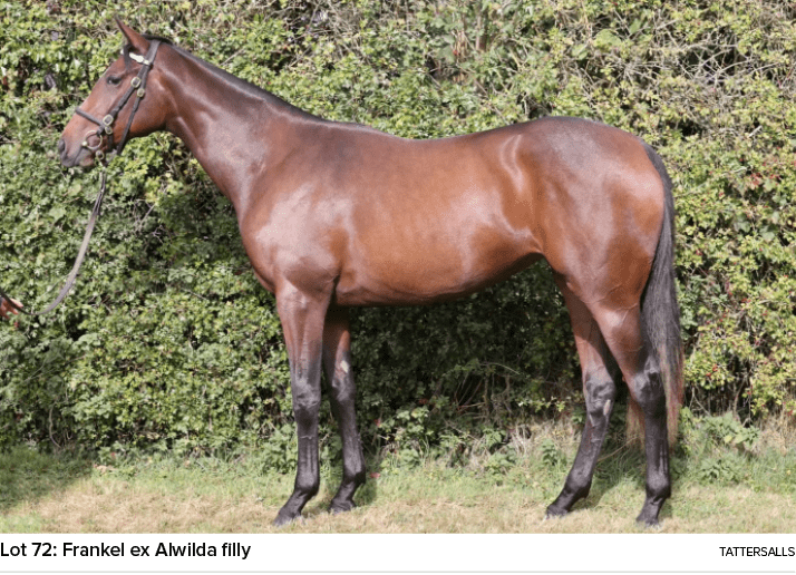 Lot 72: Frankel ex Alwilda filly tattersall