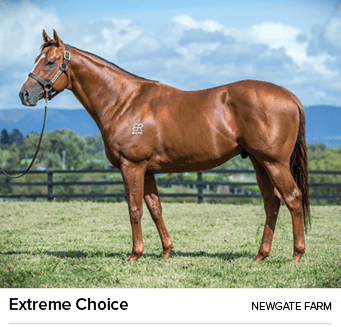 Extreme Choice Newgate Far