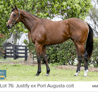 Lot 76: Justify ex Port Augusta colt M