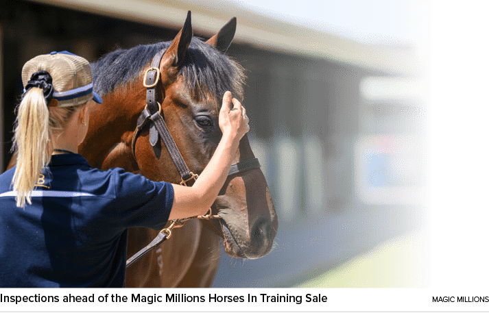 Inspections ahead of the Magic Millions Horses In Training Sale Magic Million