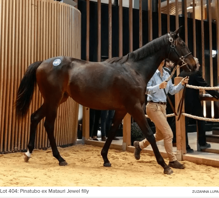 Lot 404: Pinatubo ex Matauri Jewel filly ZUZANNA LUP