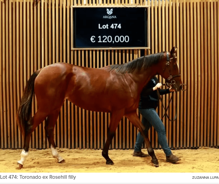 Lot 474: Toronado ex Rosehill filly ZUZANNA LUP