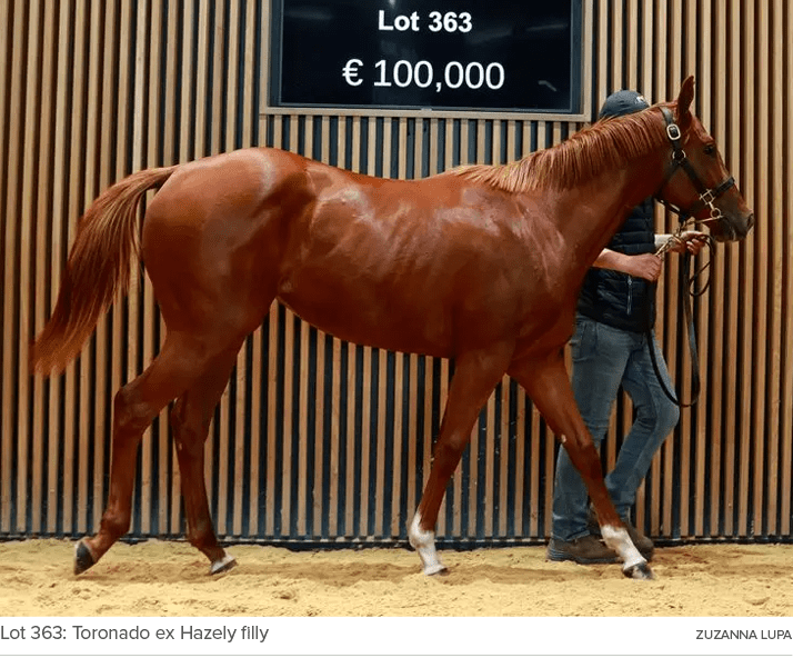 Lot 363: Toronado ex Hazely filly ZUZANNA LUP