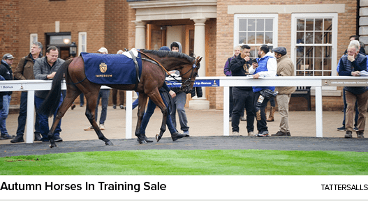 Autumn Horses In Training Sale Tattersall