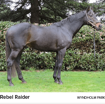 Rebel Raider wyndholm par