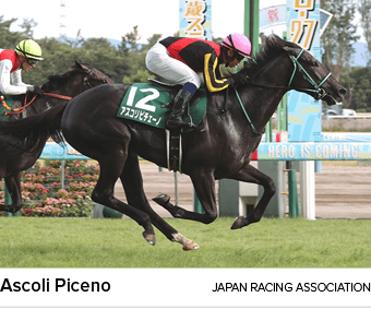 Ascoli Piceno Japan Racing Associatio