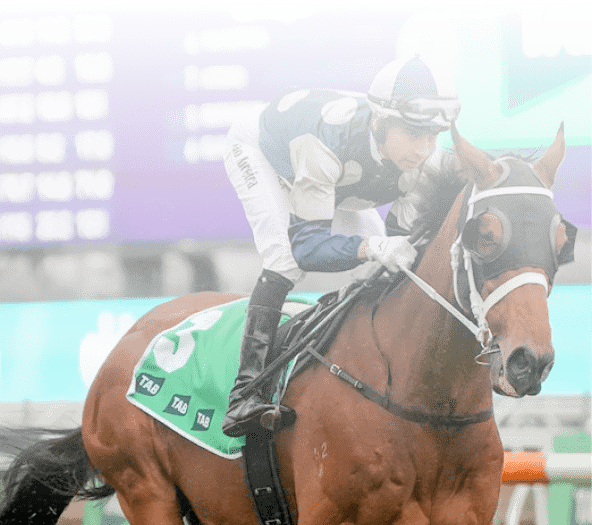 Buckaroo (GB) on the way to the barriers prior to the running of the TAB Turnbull Stakes at Flemington Racecourse on October 05, 2024 in Flemington, Australia. (Photo by George Sal/Racing Photos)