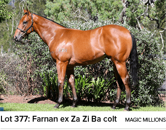 Lot 377: Farnan ex Za Zi Ba colt magic million