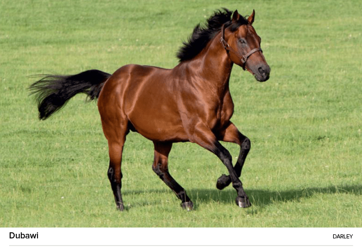 Dubawi darle