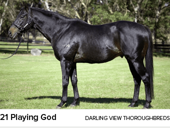 21 Playing God Darling View Thoroughbred