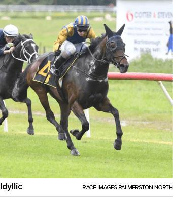 Idyllic Race Images Palmerston Nort