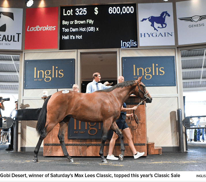 Gobi Desert, winner of Saturday's Max Lees Classic, topped this year's Classic Sale Ingli