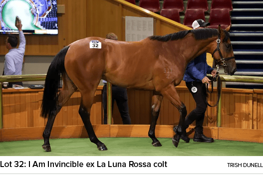 Lot 32: I Am Invincible ex La Luna Rossa colt Trish Dunell