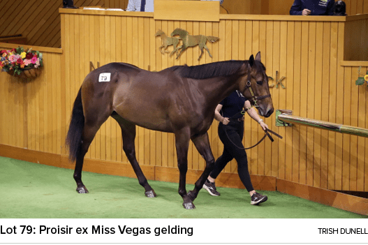 Lot 79: Proisir ex Miss Vegas gelding Trish Dunell