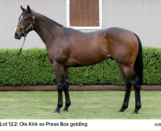 Lot 122: Ole Kirk ex Press Box gelding NZ