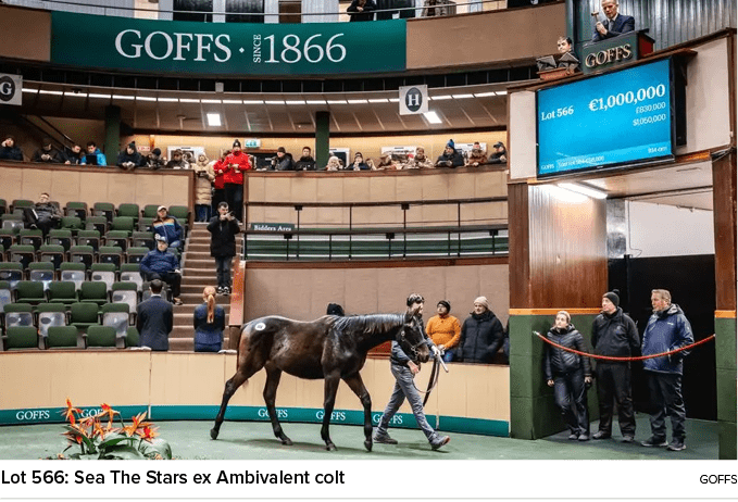 Lot 566: Sea The Stars ex Ambivalent colt Goff