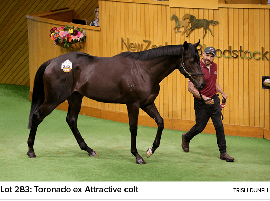 Lot 283: Toronado ex Attractive colt Trish Dunel