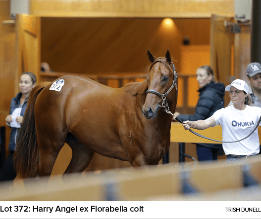 Lot 372: Harry Angel ex Florabella colt Trish Dunel