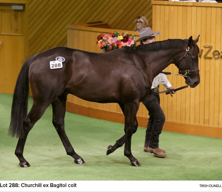 Lot 288: Churchill ex Bagitol colt Trish Dunel