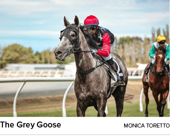 The Grey Goose Monica Torett