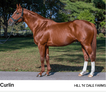 Curlin Hill 'N' Dale Farm