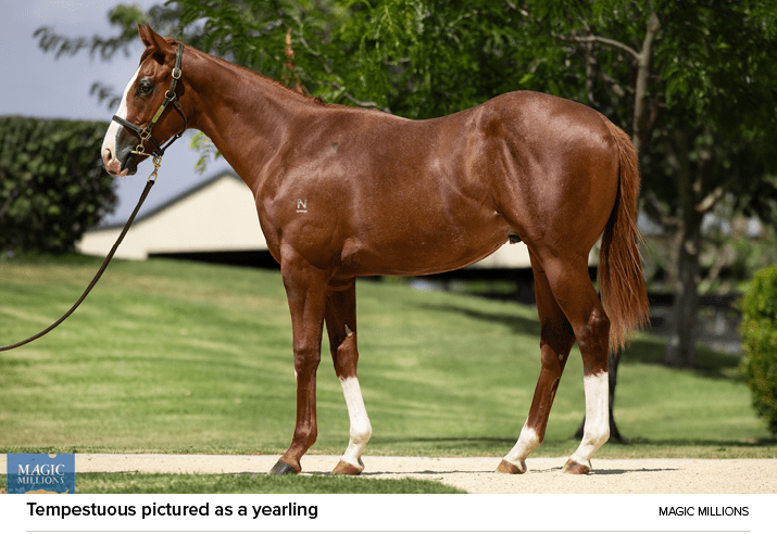 Tempestuous pictured as a yearling Magic Million