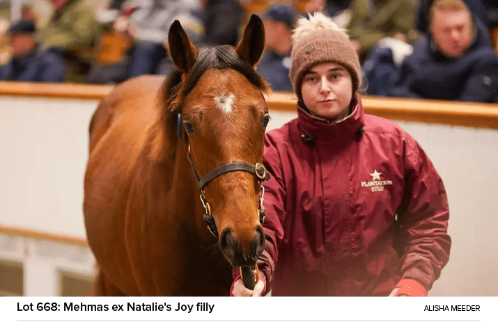 Lot 668: Mehmas ex Natalie's Joy filly Alisha Meede