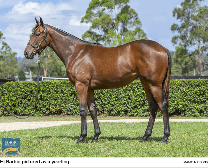 Hi Barbie pictured as a yearling Magic Million