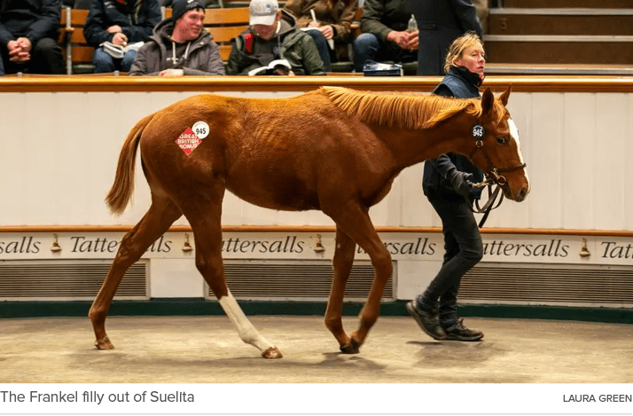 The Frankel filly out of Suelita Laura Gree