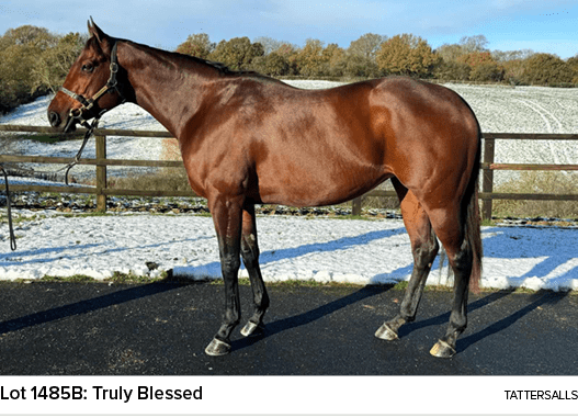 Lot 1485B: Truly Blessed Tattersall