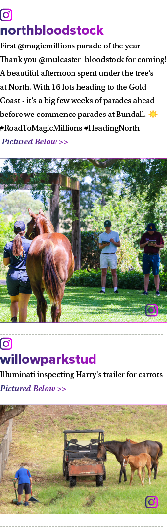 ￼ northbloodstock First @magicmillions parade of the year ✅ Thank you @mulcaster_bloodstock for coming! A beautiful a...