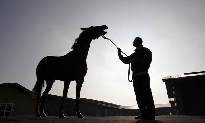 NEWMARKET, ENGLAND - MARCH 02: A horse undergoes a lameness evaluation at Newmarket Equine Hospital on March 2, 2011 in Newmarket, England. The Equine Centre at Newmarket is the largest and the most state of the art equine hospitals in Europe. It is also the world's leading centre for arthroscopy and fracture repair on horses. The clinic focuses on personalised high quality veterinary care and emergency care not only for Newmarket-based horses but for horses from all over the world. The facility offers a specialised 24-hour emergency service by a highly skilled team of senior equine veterinary specialists, nurses, interns and yard staff, offering a range of services including MRI scans, x-ray and arthroscopic surgery.  (Photo by Dan Kitwood/Getty Images)