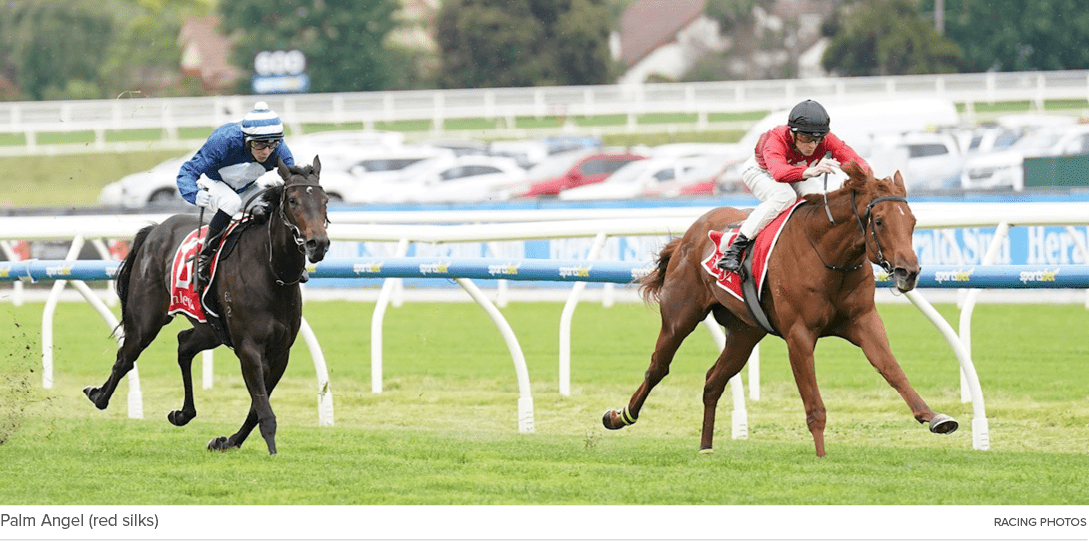 Palm Angel (red silks) Racing Photo