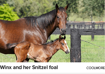 Winx and her Snitzel foal Coolmor