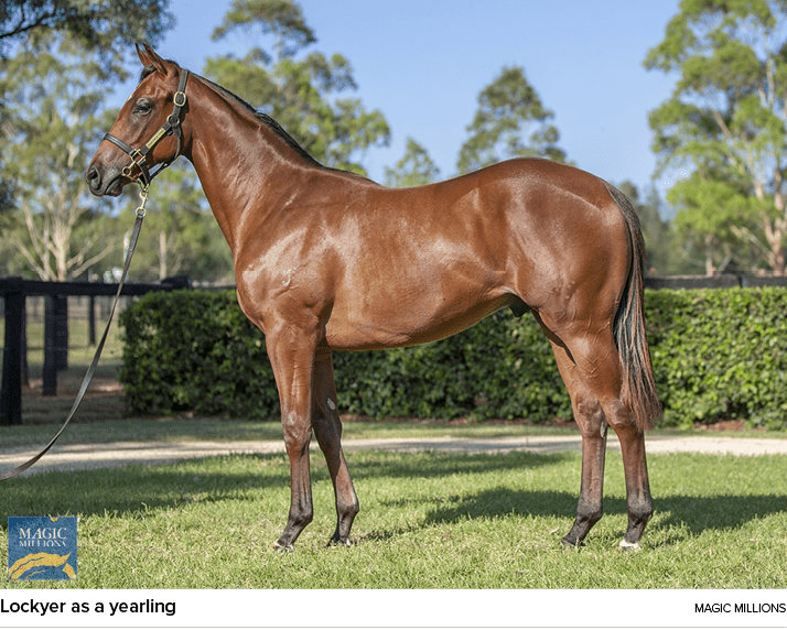 Lockyer as a yearling Magic Million