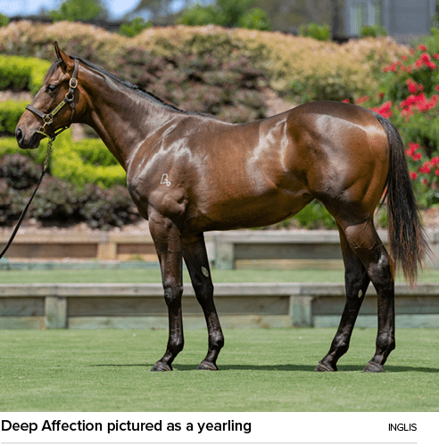 Deep Affection pictured as a yearling Ingli