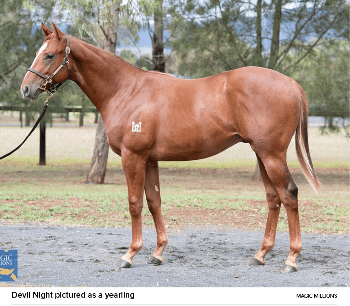 Devil Night pictured as a yearling magic million