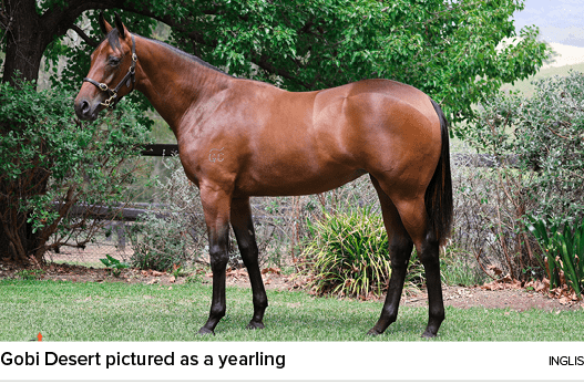 Gobi Desert pictured as a yearling ingli