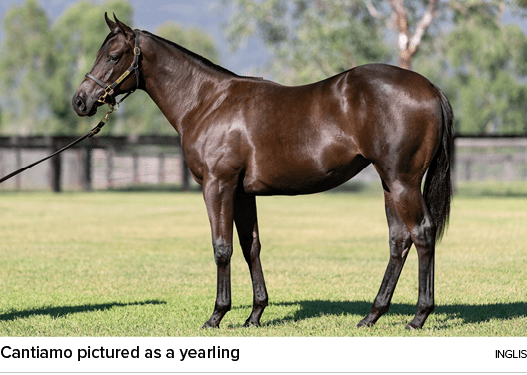 Cantiamo pictured as a yearling ingli