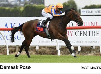 Damask Rose Race Image