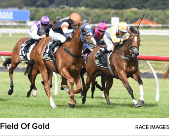 Field Of Gold Race Images