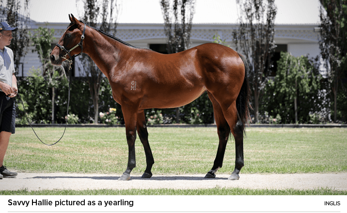 Savvy Hallie pictured as a yearling Ingli