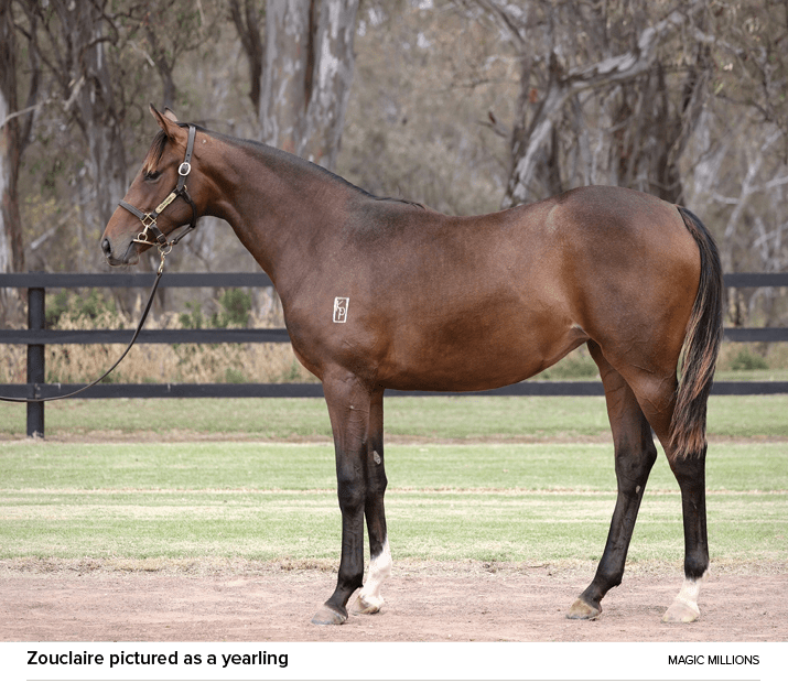 Zouclaire pictured as a yearling mAGIC mILLION