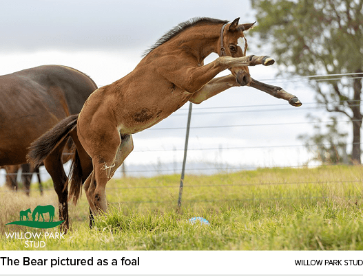 The Bear pictured as a foal Willow Park Stu