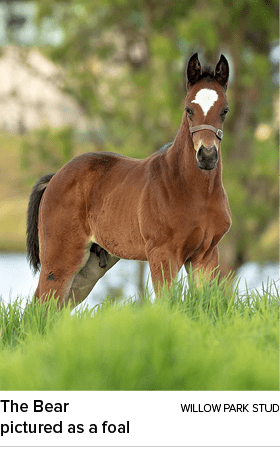 The Bear Willow Park Stud pictured as a foal