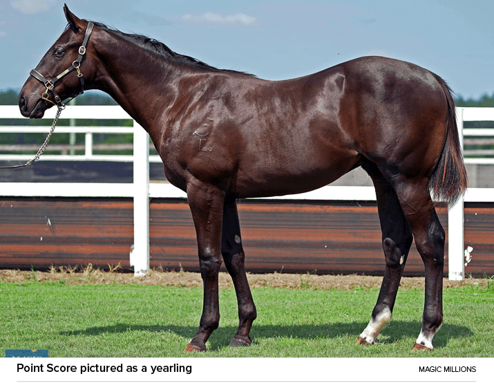 Point Score pictured as a yearling Magic Million