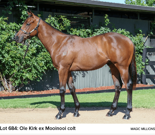 Lot 684: Ole Kirk ex Mooinooi colt Magic Million