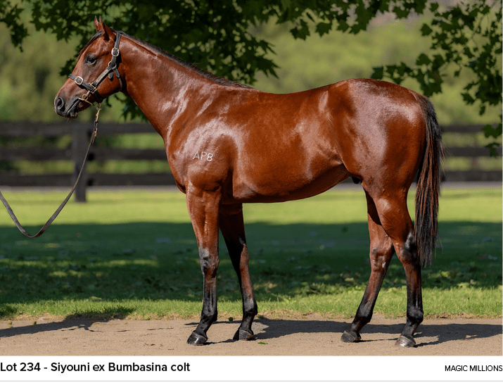 Lot 234 Siyouni ex Bumbasina colt Magic Million