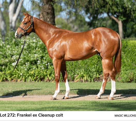 Lot 272: Frankel ex Cleanup colt Magic Million